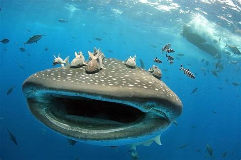 Berita Rhincodon Typus Terbaru Hari Ini - National Geographic