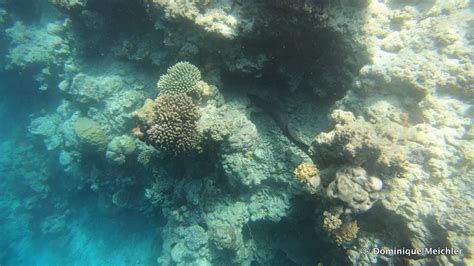 Snorkeling in Vilamendhoo Island Resort & Spa | Snorkeling the Maldives