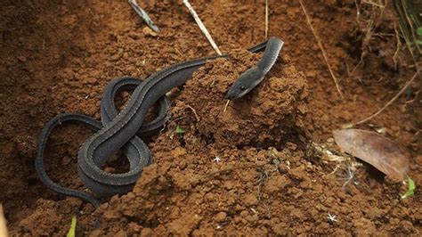 Ular Naga Jawa, Satwa Nyata Bukan Dongeng - Animalium