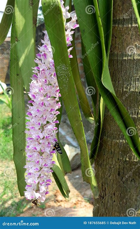 Beautiful Foxtail Orchid Bundle Assam IND Stock Image - Image of bright, foxtail: 187655685