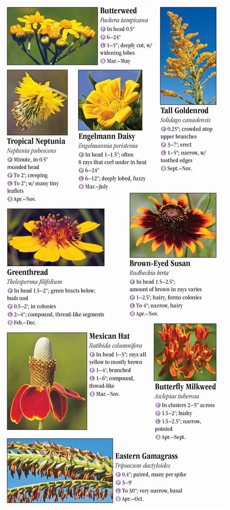 Wildflowers of Southeast Texas – Quick Reference Publishing Wholesale