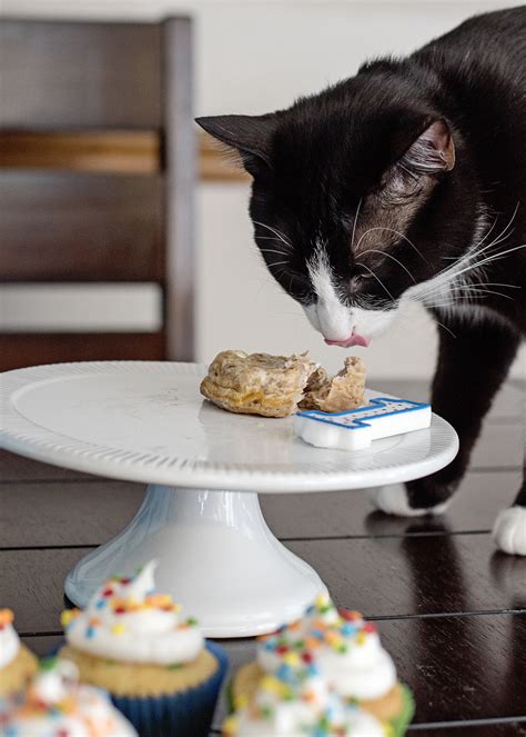 How to Make a Birthday Cake for Your Cat