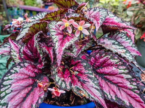 Rex Begonia Plant - Care, Growing, Watering, Propagation - Plant Index