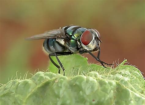 Houseflies could spread disease between humans, scientists warn ...