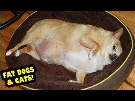 Obese Chihuahua is listed (or ranked) 43 on the list The 51 Fattest Animals in Internet History ...