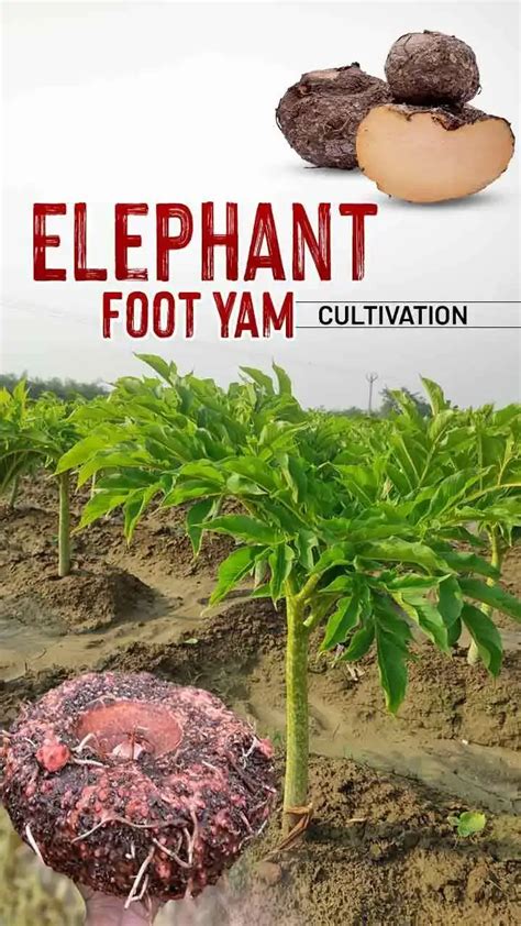 Elephant Foot Yam Cultivation