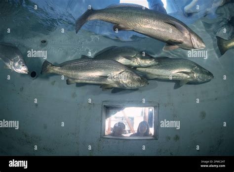 totoaba or totuava, Totoaba macdonaldi, threatened species, due to overfishing, poaching, and ...