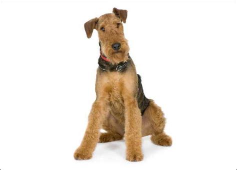 Airedale Terrier Dogs 101 | PETSIDI