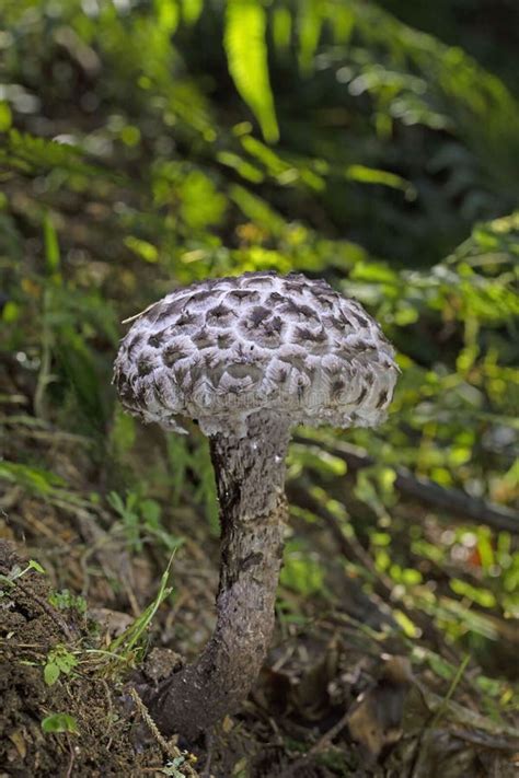 Strobilomyces Strobilaceus (Old Man of the Woods) Details. Stock Image - Image of outside ...