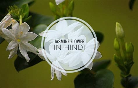 चमेली का फूल की पूरी जानकारी यहाँ से लें | Jasmine flower in hindi - Plants Guide