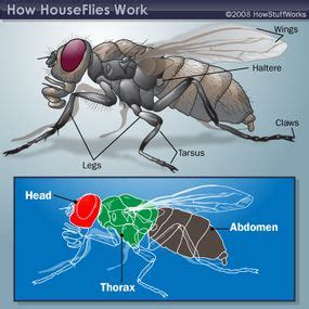 Housefly Anatomy: Wings, Legs and Abdomen | HowStuffWorks