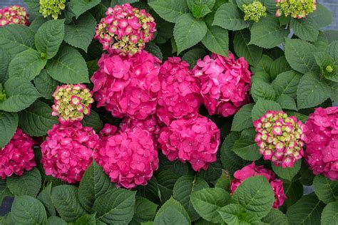 Endless Summer Summer Crush Hydrangea - Plant Library - Pahl's Market ...