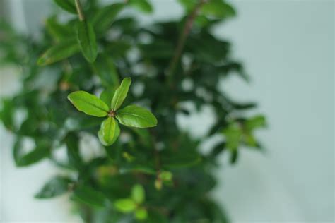 Pomegranate Bonsai Care - Back Garden Bonsai