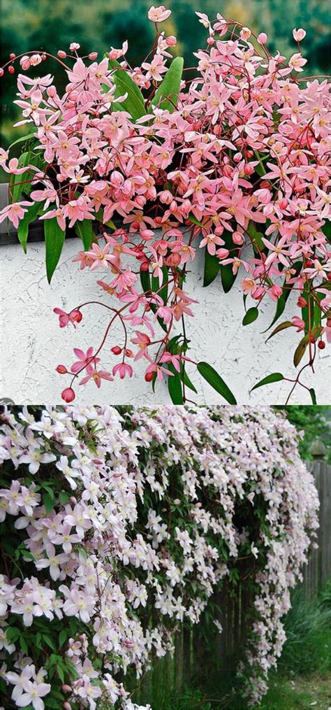 20+ favorite easy-to-grow fragrant flowering vines for year-round beauty. Plant them for an ...