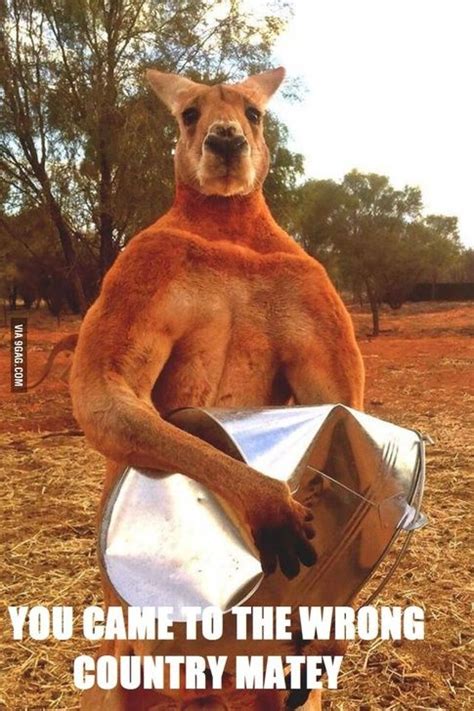 (9) Anil Singh's answer to How strong is a kangaroo? Can they defend themselves against a ...