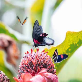 Cockrell Butterfly Center at Houston Museum of Natural Science in ...