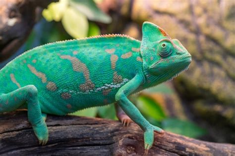 Premium Photo | Young green chameleon. natural habitat. cute pet. fauna of nature.