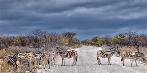 Namibia Safari: A Guide To Going On Safari In Namibia