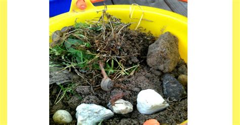 Snail Habitat Project + Snails & Slugs Homeschool Science Unit Study ...