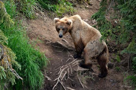 Grizzly Bear in the Woods Photograph by Patricia Twardzik