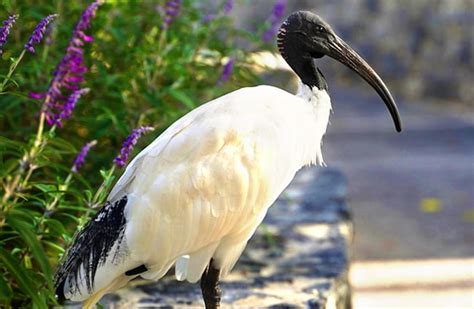 Ibis - Description, Habitat, Image, Diet, and Interesting Facts