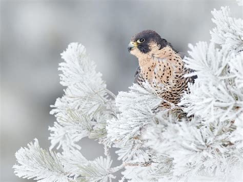 Peregrine Falcon Migration: A Complete Guide | Bird Fact