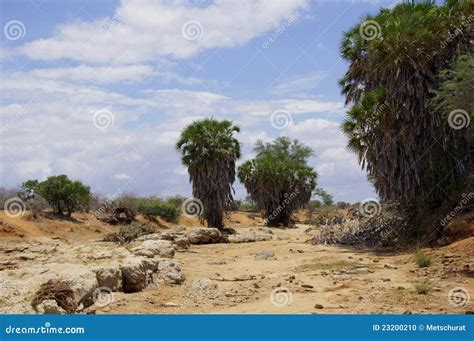 Dry River stock photo. Image of yellow, river, nature - 23200210