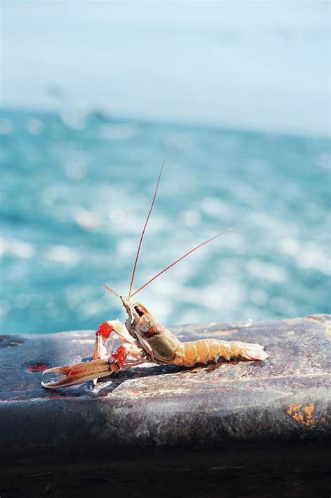 A Freshly Caught Norway Lobster On The 'avel An Heol' Fishing Boat In ...