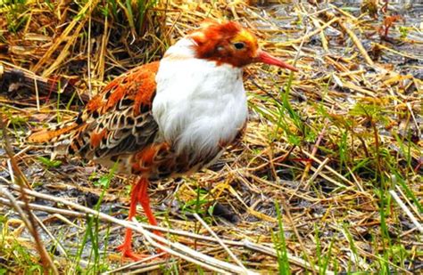 Ruff - Description, Habitat, Image, Diet, and Interesting Facts