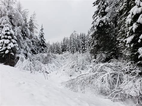 Snow Forest Winter Landscape Free Stock Photo - Public Domain Pictures