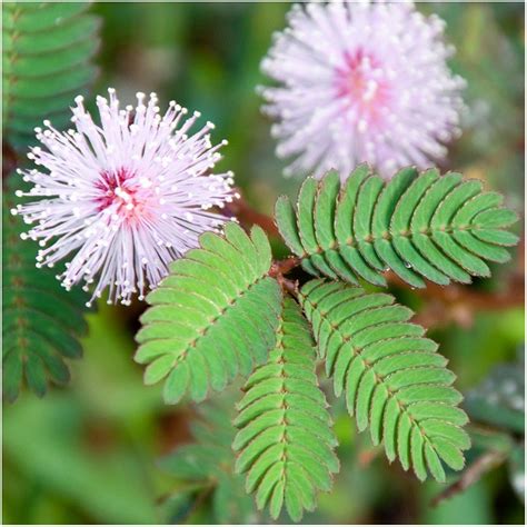 Sensitive Plant Seeds ~Mimosa pudica~ Leaves that move & respond to touch! Shy - Seeds & Bulbs