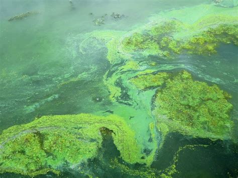 Researchers search for clues to toxic algae blooms | MPR News