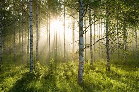 Birch Forest Sunlight Wall Mural & Birch Forest Sunlight Wallpaper | Wallsauce UK