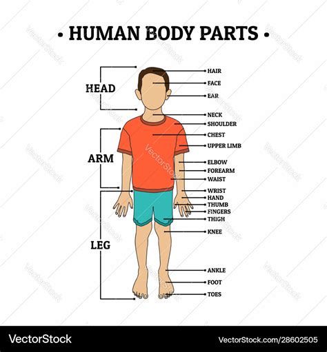 Human body parts including head arm leg hair face Vector Image