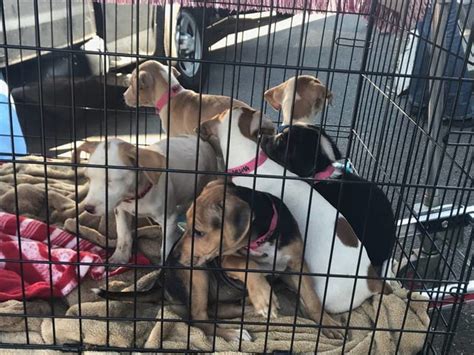 Rescued Dogs From Puerto Rico Arrive At Burlington County Animal ...