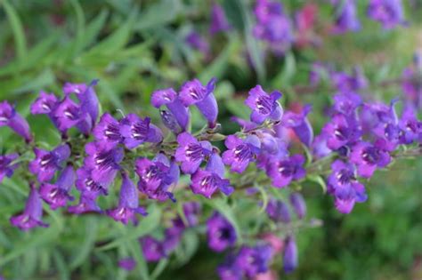 Free picture: small, purple flowers