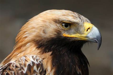 Imperial eagle - unapproachable bird | DinoAnimals.com