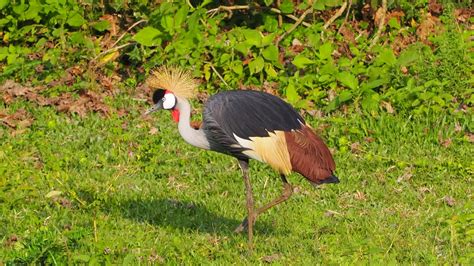 Bird Watching Tours Uganda - Birding Tours in Uganda