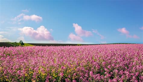 Premium Photo | Canola field and blue sky