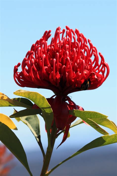 Swallows Nest Farm: More Waratahs