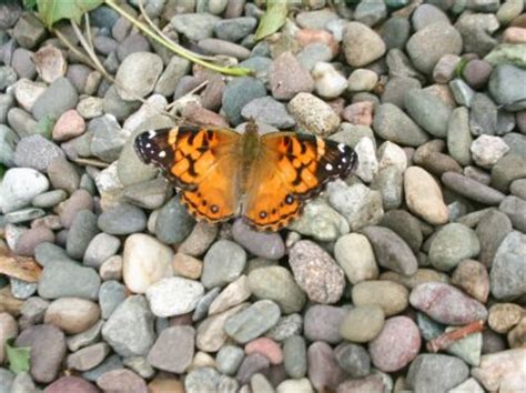 Some Basic Information on the Four Vanessa Butterfly Species of North ...