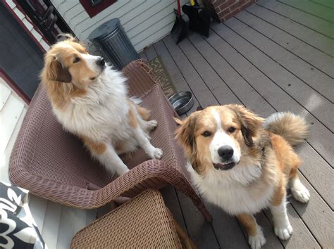 Great Pyrenees/Bernese Mixes- Great Bernese. Ruby and Copper:) | Big dog breeds, Beautiful dogs ...