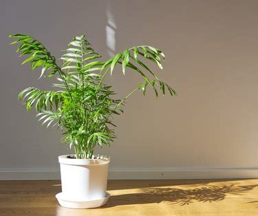 How to Care for a Palm Plant | Hunker