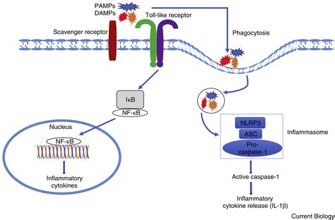 Scavenger receptors: Current Biology