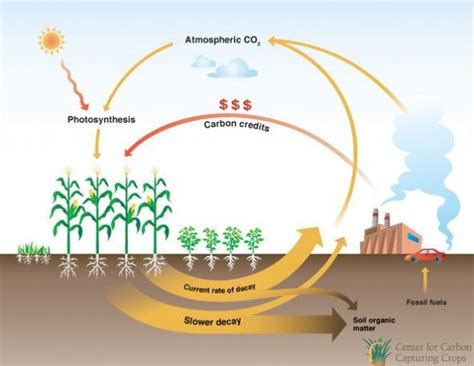 Soil carbon capture: Great loamy hope or bandaid? | RenewEconomy