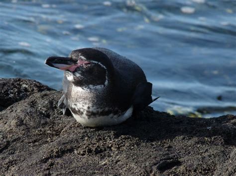 Galápagos Penguin Biology - Center for Ecosystem Sentinels