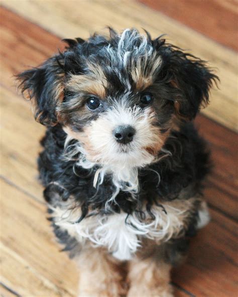 Prettiest Yorkie Poo Puppy, Black, Rust and White | Yorkie poo puppies, Yorkie poo, Yorkie poodle