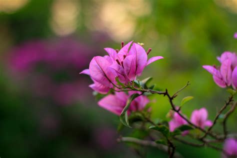 Free stock photo of beautiful flowers, flower, nature