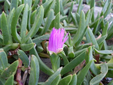 Pigface flower | Pigface (Carpobrotus glaucescens). Gerroa, … | Flickr