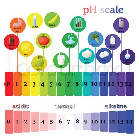 PH scale diagram with corresponding ... | Stock vector | Colourbox